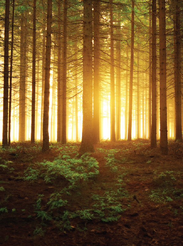 Consultancy Partners Header2