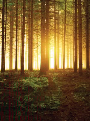 Consultancy Partners Header2